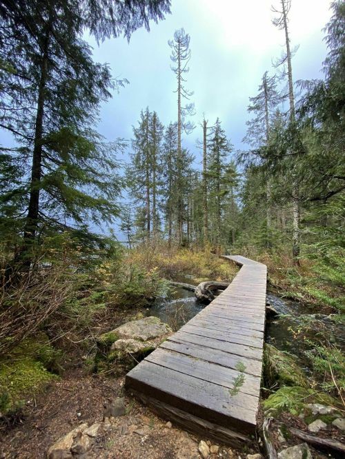 A wooden boardwalk winds through a lush forest with tall trees and a cloudy sky in the background.