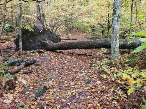 A fallen tree lies across a forest path covered in autumn leaves, surrounded by trees with yellow foliage.
