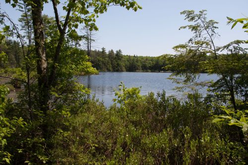 A serene lake surrounded by lush greenery and trees under a clear blue sky.
