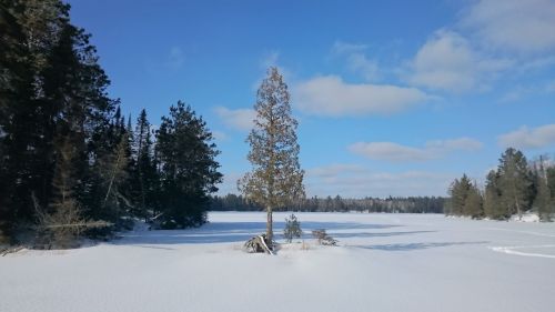 A solitary tree stands on a snowy landscape under a blue sky, surrounded by a frozen lake and evergreen trees.