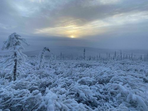 A snowy landscape with frosted trees under a cloudy sky, as the sun sets in the distance.