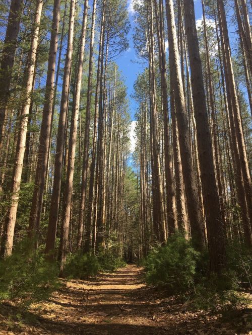 A serene forest path lined with tall pine trees under a blue sky, inviting exploration and tranquility.