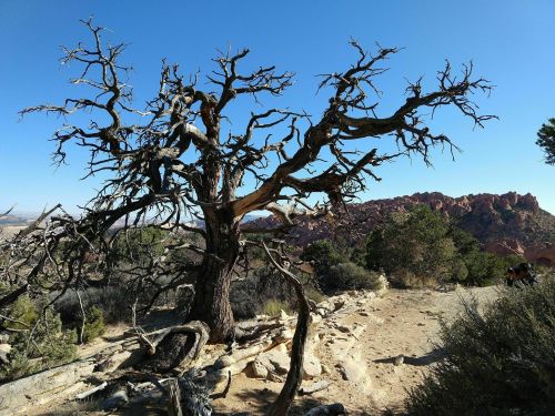 A gnarled, leafless tree stands against a clear blue sky, with rocky formations and greenery in the background.