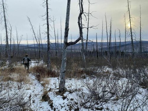 A person walks through a snowy landscape with bare trees and distant mountains under a cloudy sky.