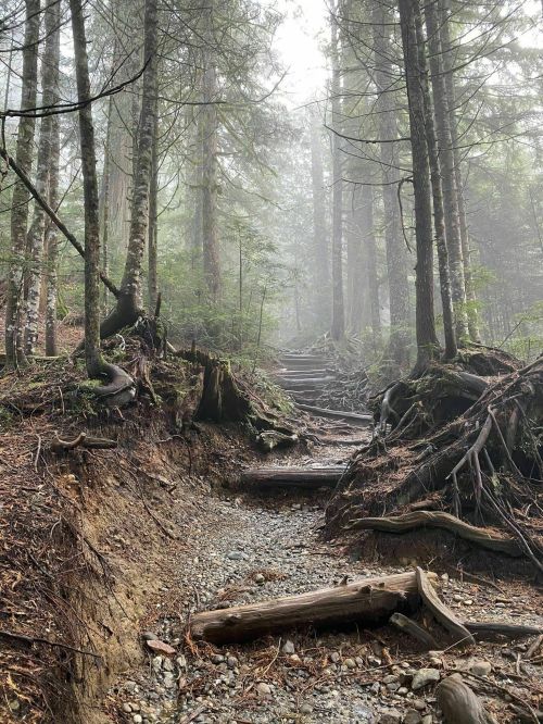 A misty forest path with wooden steps, surrounded by tall trees and exposed roots, creating a serene, natural atmosphere.