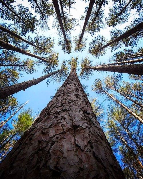 Looking up at tall trees against a clear blue sky, showcasing their trunks and branches.
