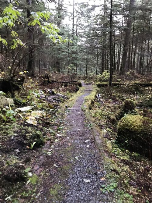 A narrow, winding trail through a lush, green forest with moss-covered rocks and trees.