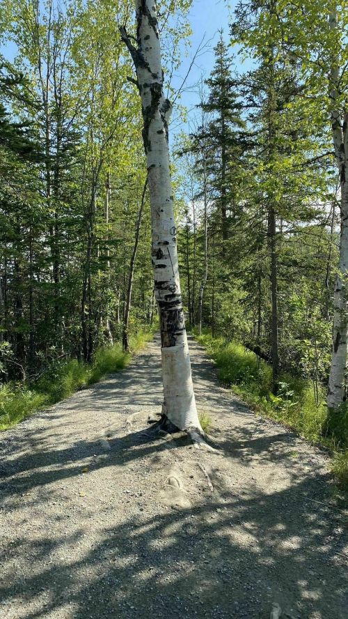 A gravel path winds through a forest, featuring a prominent white birch tree and lush green foliage.
