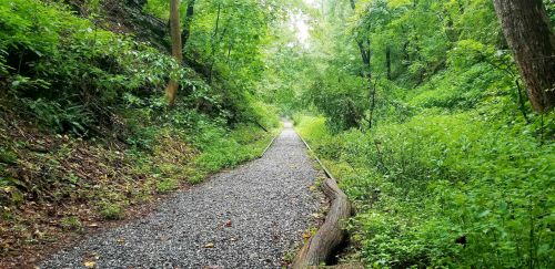A gravel path surrounded by lush green foliage and trees, leading into a serene, wooded area.