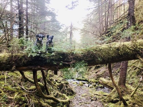 Two dogs stand on a moss-covered log in a lush forest, with a stream and trees in the background.