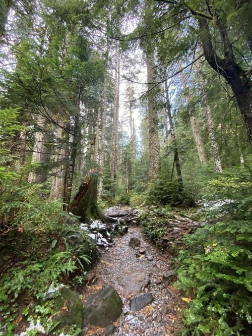 A serene forest path winding through tall trees, with lush greenery and a hint of snow on the ground.