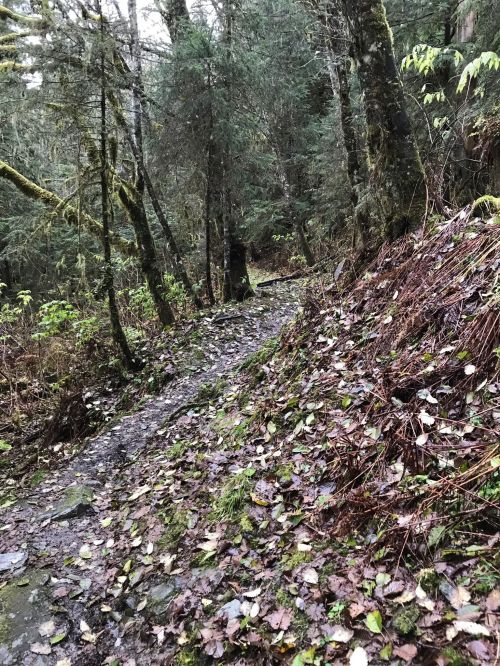 A winding, muddy trail surrounded by lush green trees and fallen leaves in a dense forest.