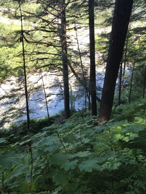 A serene forest scene with tall trees and lush greenery overlooking a calm river in the background.