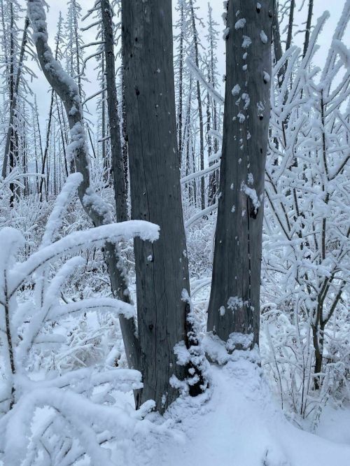 Two snow-covered trees stand amidst a winter landscape, surrounded by frosted branches and a blanket of white snow.