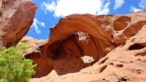 A rocky canyon with a large arch, under a bright blue sky with scattered clouds and a green shrub in the foreground.
