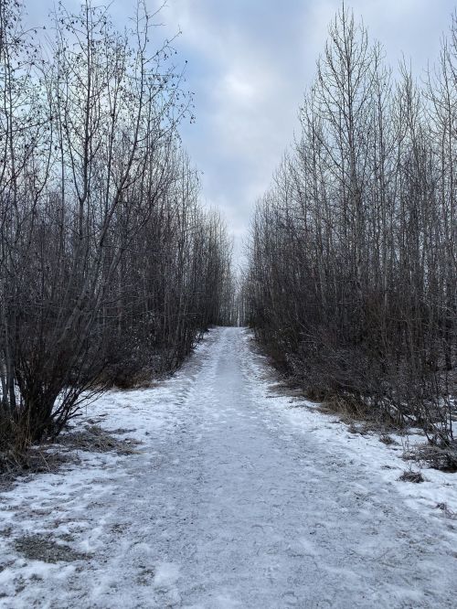 A snowy path leads through bare trees under a cloudy sky, creating a serene winter landscape.