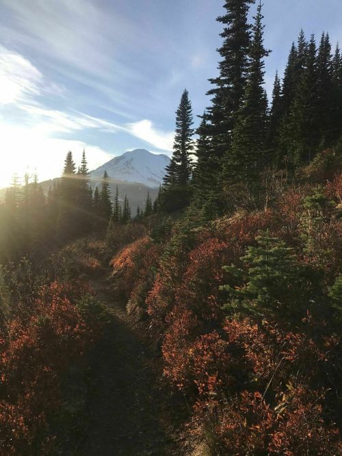 A scenic mountain trail lined with evergreen trees and autumn foliage, with a snow-capped peak in the background.