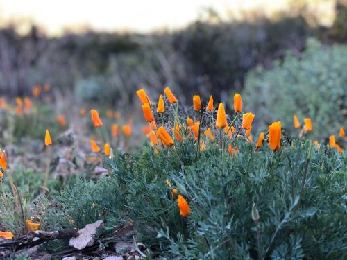 A field of vibrant orange poppies surrounded by green foliage under soft natural light.
