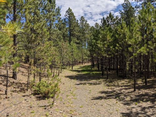 A serene forest path surrounded by tall pine trees and scattered sunlight on the ground.
