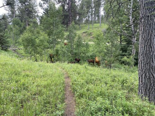 A dirt path through a green forest with cows grazing among the trees.