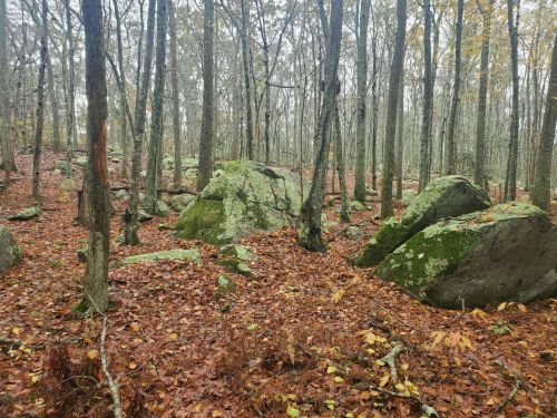 A forest scene with moss-covered rocks and fallen leaves, surrounded by bare trees in a tranquil, autumn setting.