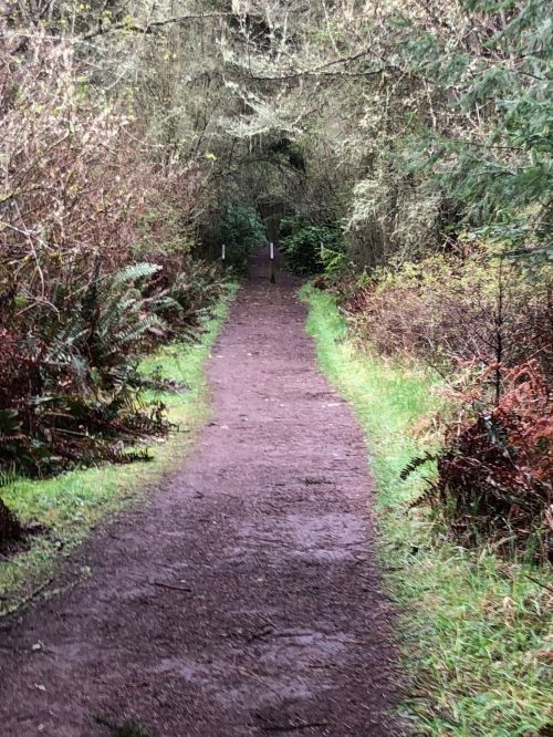 A narrow dirt path surrounded by lush greenery and shrubs, leading into a wooded area.