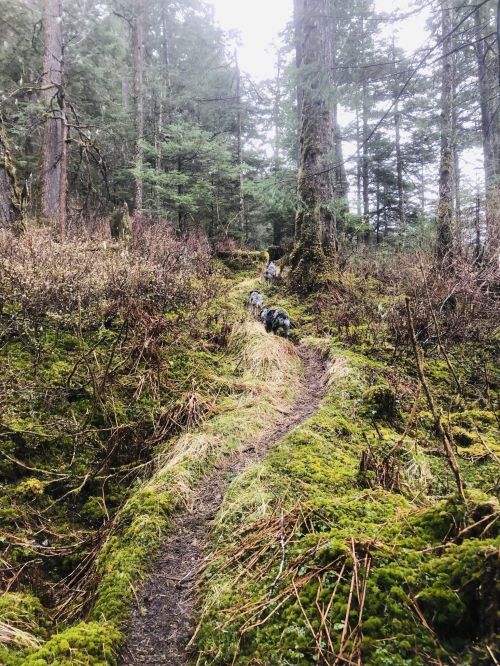 A winding trail through a lush, mossy forest with tall trees and greenery on either side.