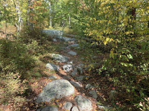 A rocky path winds through a forest with green and yellow foliage, surrounded by trees and scattered leaves.