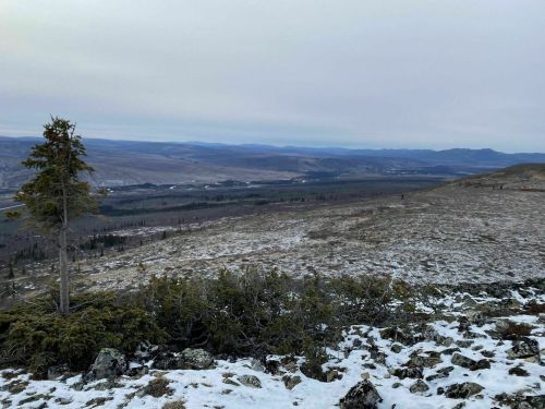 A panoramic view of a snowy landscape with rolling hills and a lone tree in the foreground under a cloudy sky.