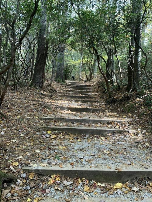 A winding stone staircase leads up through a wooded area, surrounded by trees and fallen leaves.