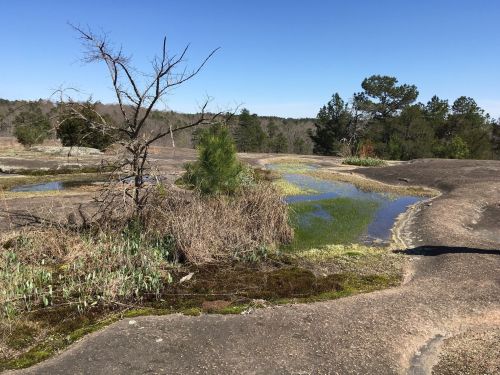 A rocky landscape with patches of water, sparse trees, and green vegetation under a clear blue sky.