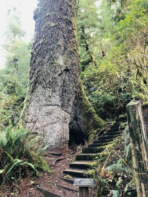 A large tree with a hollow trunk stands beside a forest path, surrounded by lush greenery and ferns.