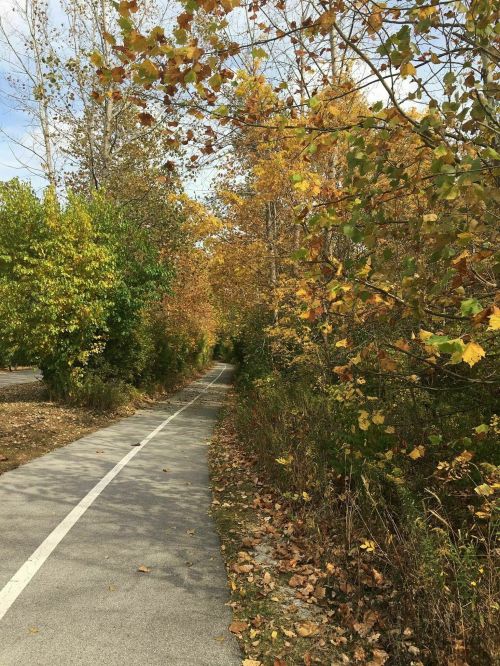 A scenic pathway lined with trees displaying vibrant autumn leaves under a clear blue sky.
