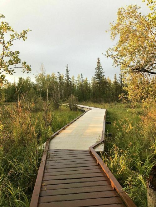 A wooden boardwalk winding through a lush green wetland, surrounded by trees and tall grasses under a cloudy sky.