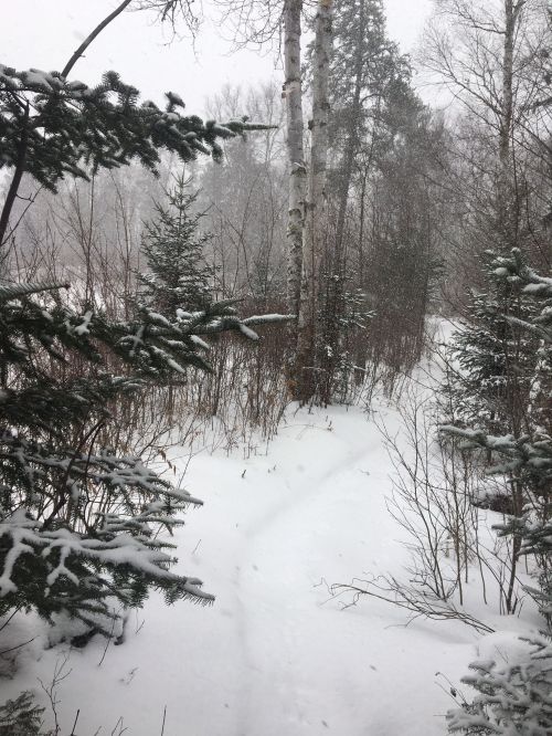 A snowy forest path surrounded by trees, with falling snow creating a serene winter scene.