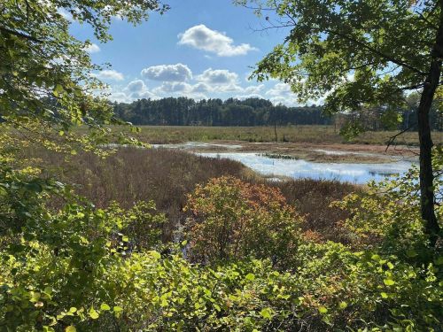 A serene wetland scene with lush greenery, a calm water body, and a blue sky dotted with fluffy clouds.