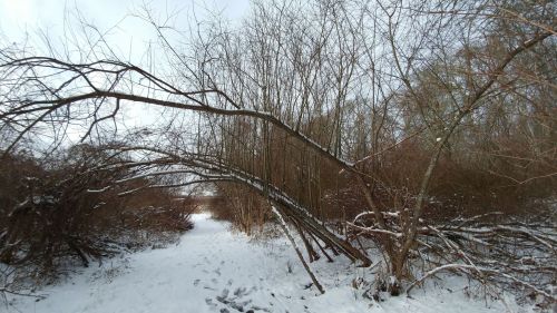 A snowy path through a forest with arching branches creating a natural tunnel effect.