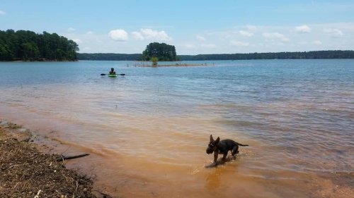 A dog wades in shallow water by the shore, while a person kayaks in the distance on a sunny day.