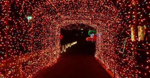 A pathway illuminated by colorful holiday lights, creating a festive tunnel effect.