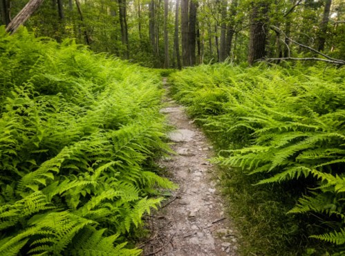 A narrow dirt path winds through lush green ferns in a serene forest setting.
