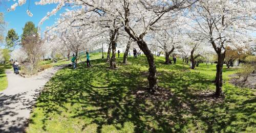 A sunny park scene with cherry blossom trees and people enjoying the outdoors on a grassy hill.