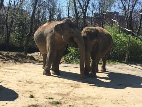 Two elephants interact in a sunny outdoor setting, surrounded by trees and a sandy area.