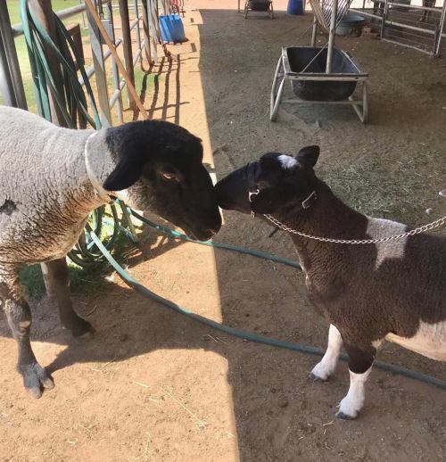 Two sheep, one with a black face and white body, and the other with a white face and gray body, nuzzle each other.