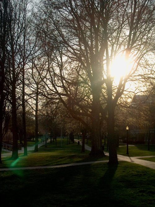 Sunlight filters through bare trees in a park, casting long shadows on the grassy path.