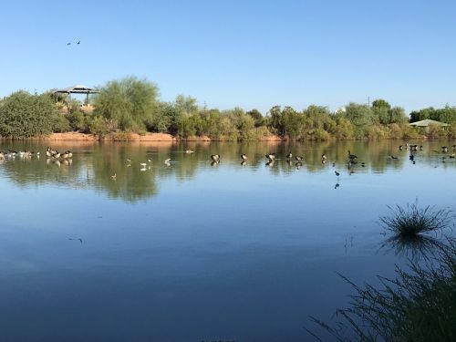 A serene lake scene with birds wading in the water, surrounded by lush greenery and a clear blue sky.