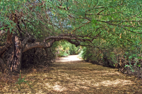 A serene dirt path surrounded by lush greenery and overhanging branches, creating a natural tunnel effect.