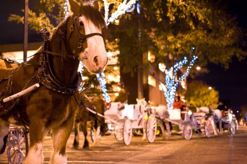 A horse in harness stands in front of illuminated carriages on a city street at night, with trees adorned in lights.