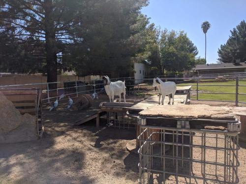 Two goats stand on a wooden platform in a sunny farmyard, surrounded by trees and a few birds nearby.