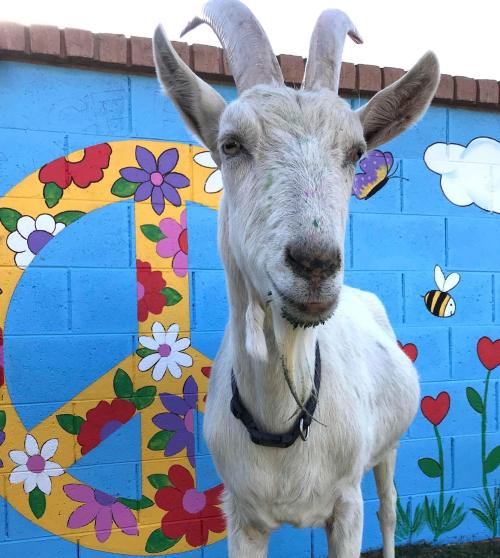 A white goat stands in front of a colorful peace sign mural with flowers and bees on a blue wall.