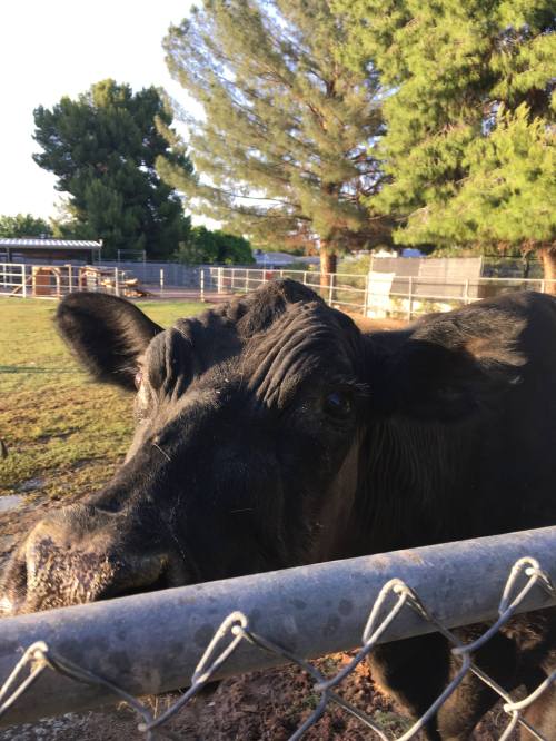A close-up of a black cow looking through a fence, with trees and a farm in the background.